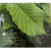 Irlanti euro set BU 2025 - Biologinen monimuotoisuus - Wych Elm
